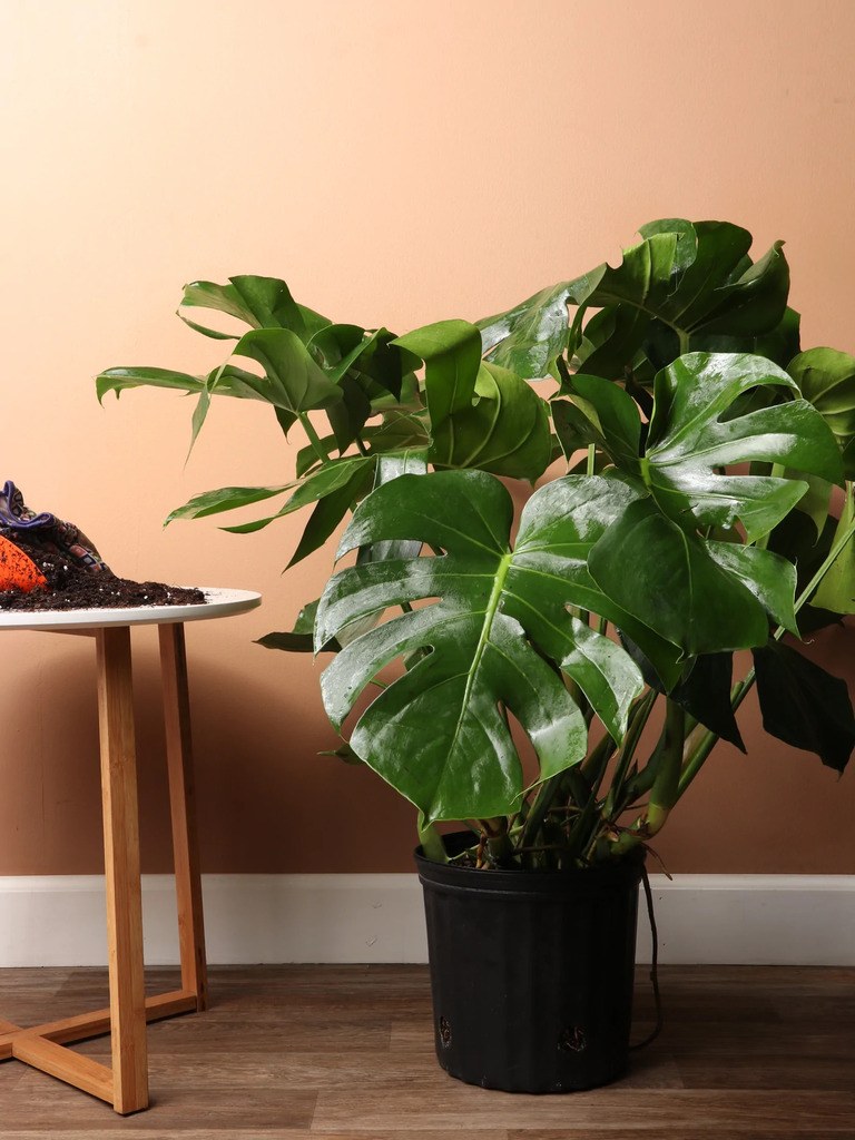 Best Artificial Plants For Home