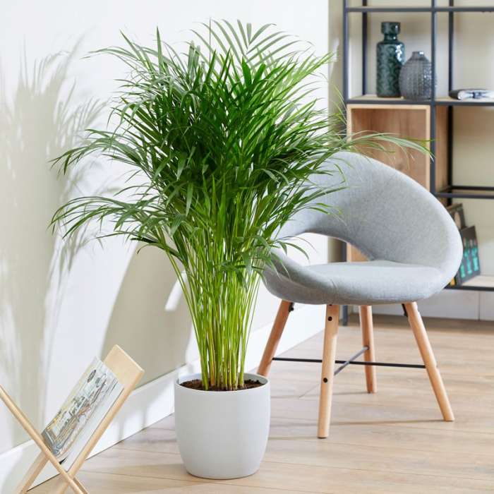Best Artificial Plants For Home