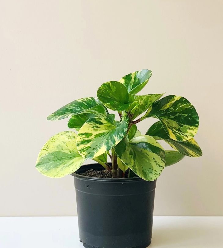 Best Artificial Plants For Home