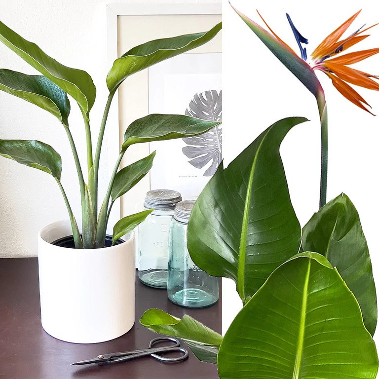 Best Artificial Plants For Home